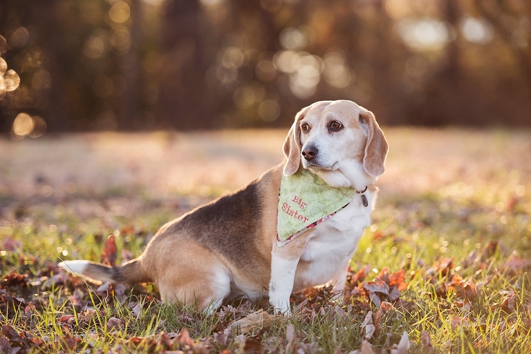 Gloucester Maternity Photographer_5314