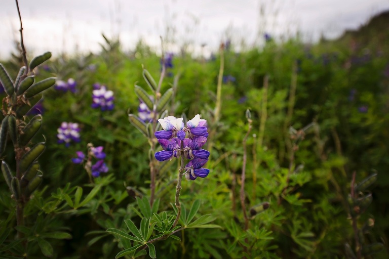 iceland-wedding-photographer_4812